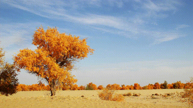 若输了官司要退一半关税?美财长:必须的