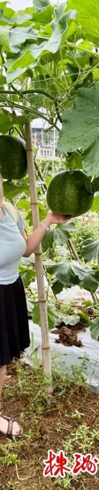 来自“一带一路”共建国家的官员、学者点赞株洲