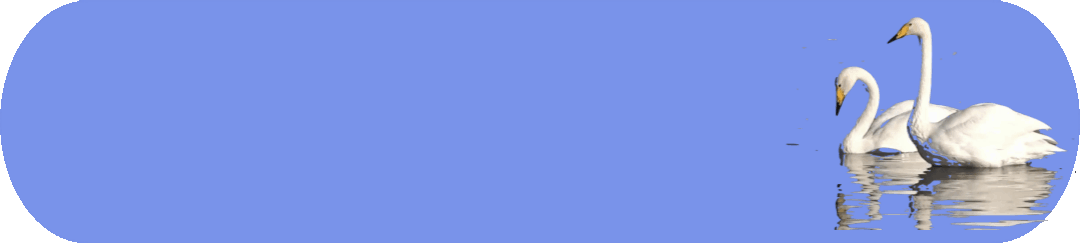 中国人寿:发挥主业优势,助力共建“一带一路”取得丰硕成果