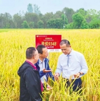 畅销“一带一路”共建国家和地区 湖北原创“红莲稻”助力印尼粮食安全