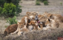 揭晓丨2025“一带一路”中国 - 非洲摄影大赛,尚图坊共获17个奖项,成绩优异